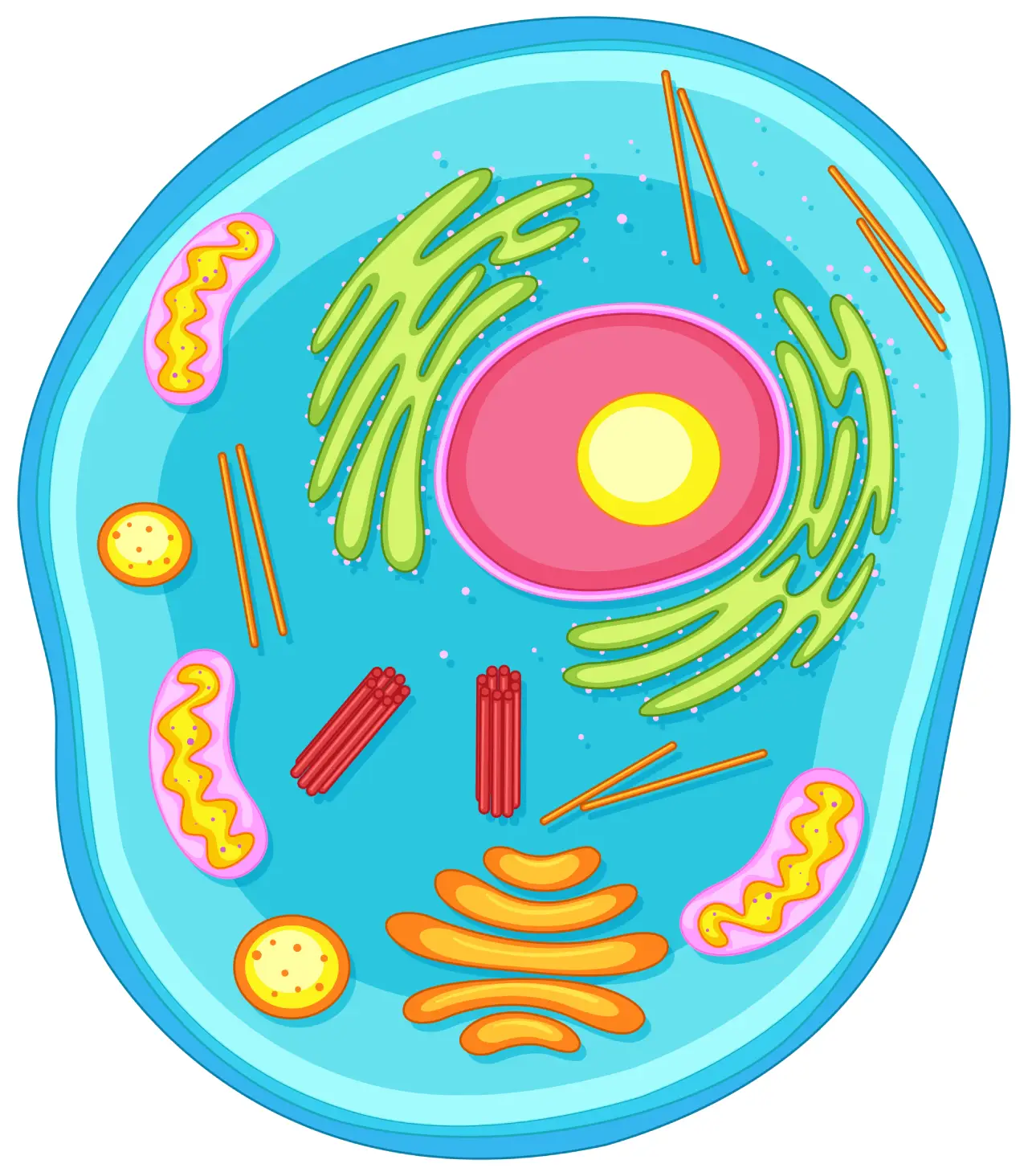 Fases de la mitosis: ¿cómo se divide una célula?