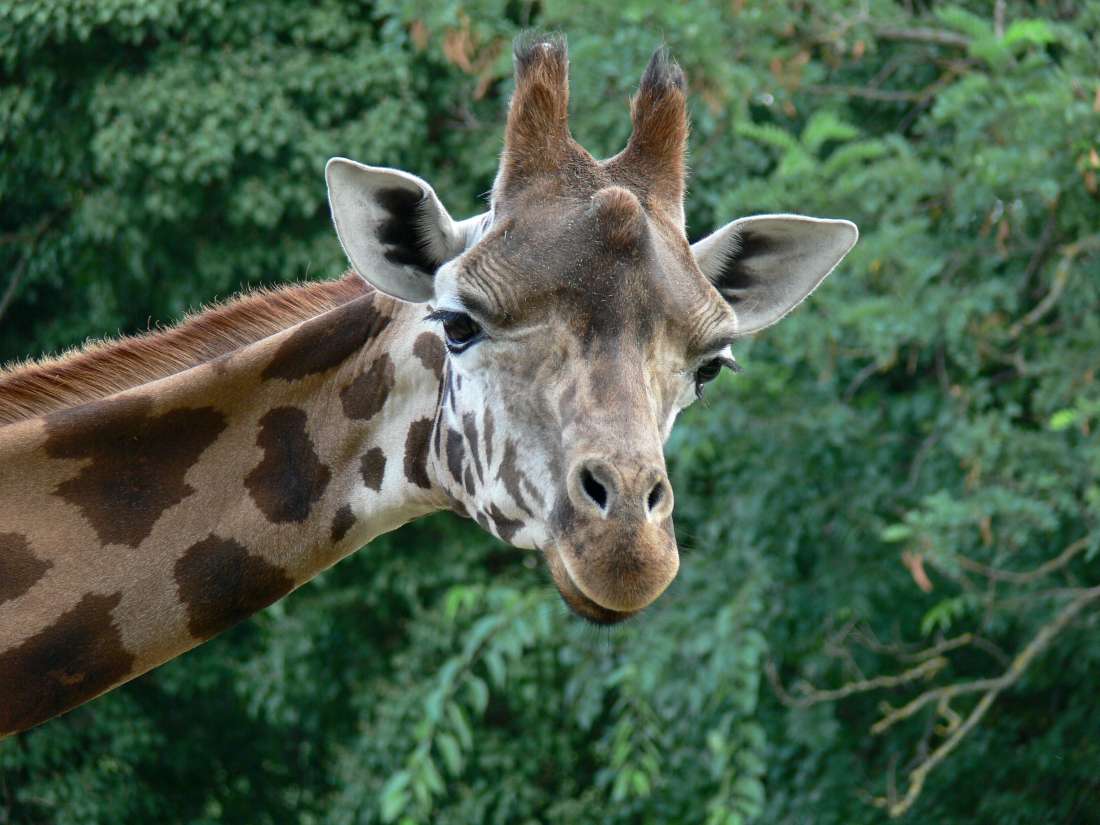 Nombre de animales en francés por tipos: guía completa