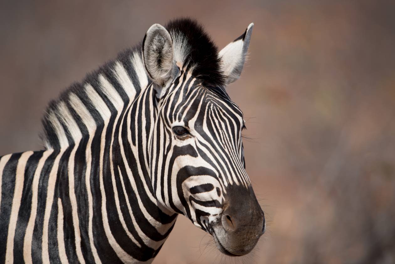 Nombre de animales en francés por tipos: guía completa