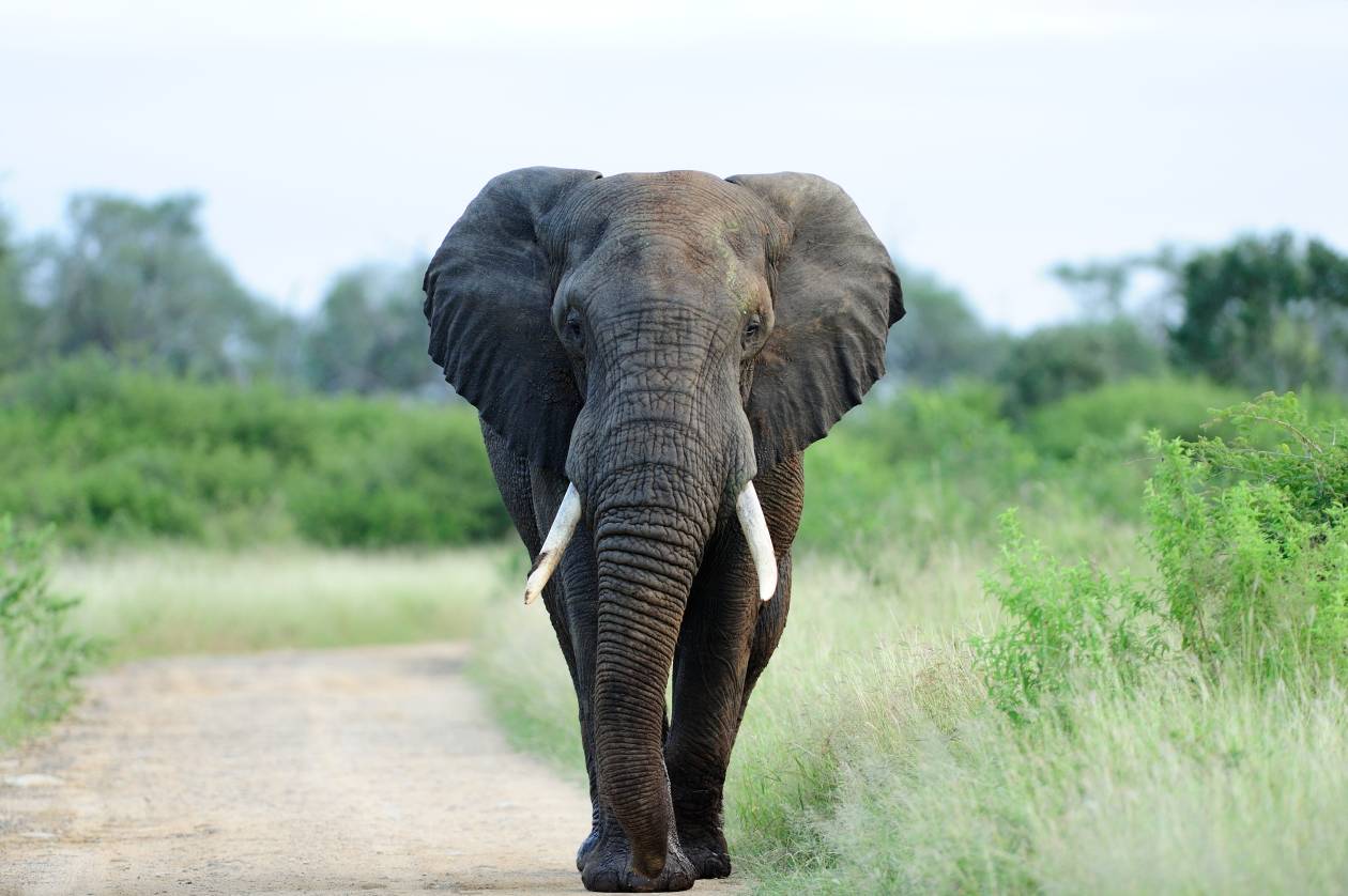 Nombre de animales en francés por tipos: guía completa
